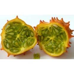 GELLE DE KIWANO