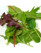 MESCLUN